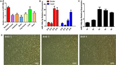 MiR-148a-3p Regulates Skeletal Muscle Satellite Cell Differentiation and Apoptosis via the PI3K/AKT Signaling Pathway by Targeting Meox2